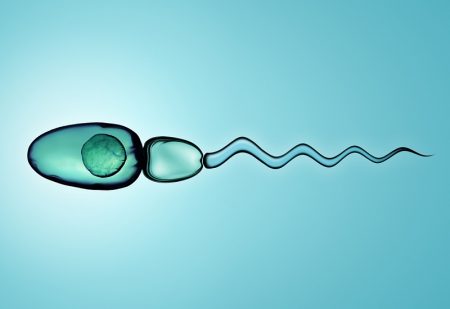 Spermium morfológia: mi okozhat rossz értéket és hogyan javítható?